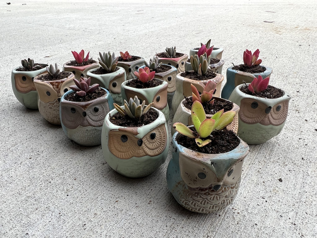 12.13.2022 - Unique Succulent Gifts! - Grow With It!
